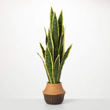 Potted Sansevieria Plant 27.5"