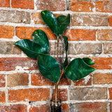 Green Magnolia Leaf Stem 27in