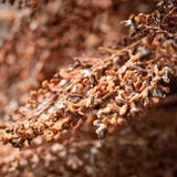 Dry Grass Spray 28"