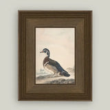 Framed Duck Art 5x7"