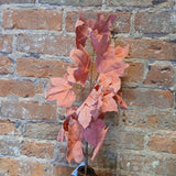 Fall Leaf Pick