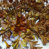 Woodland Boxwood Wreath 11”