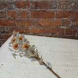 Beige Pom Pom Spray 34”