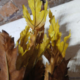 Maple Leaf Bundle 19”