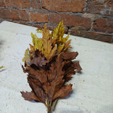 Maple Leaf Bundle 19”