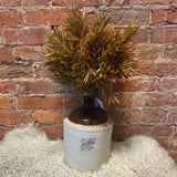 Orange Yew Bush 16”