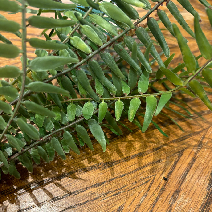 Bamboo Fern Bush 13in