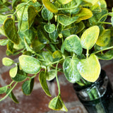 Rich Hued Eucalyptus Bundle  13”