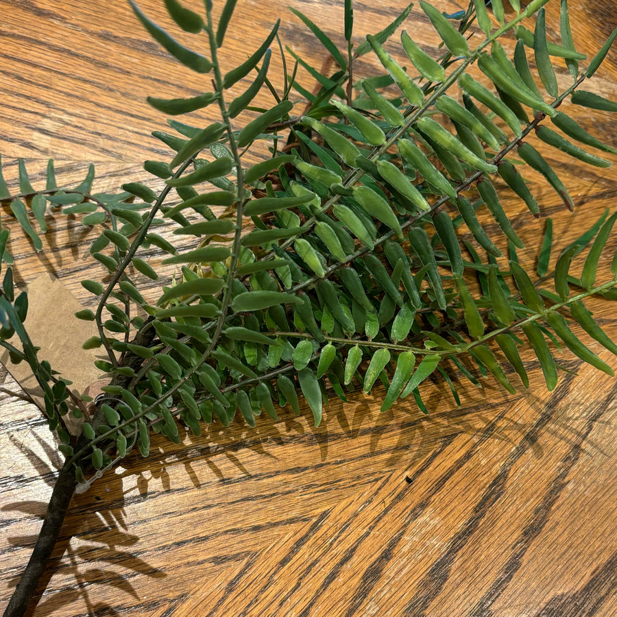 Bamboo Fern Bush 13in