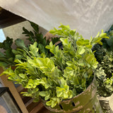 Powdered Boxwood Stem 26"