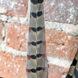 Ring Neck Feather 16-18”