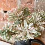 Moss Mini Jade Leaf Bush 7”