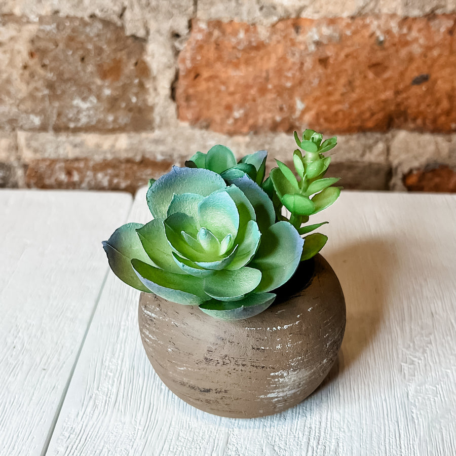 Mini Potted Succulent in Wood Pot 4.5”