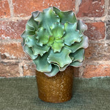 Green Ruffled Succulent 6.5"