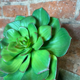 Medidum Burg/Green Succulent Stem