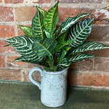 Full Variegated Zebra Bush 15.5”