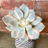 Green/Cream/Pink Echeveria 6.5”