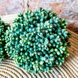 Green Berry Seed Ball