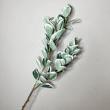 Cream/Green Japanese Euonymus Leaf Spray 38”