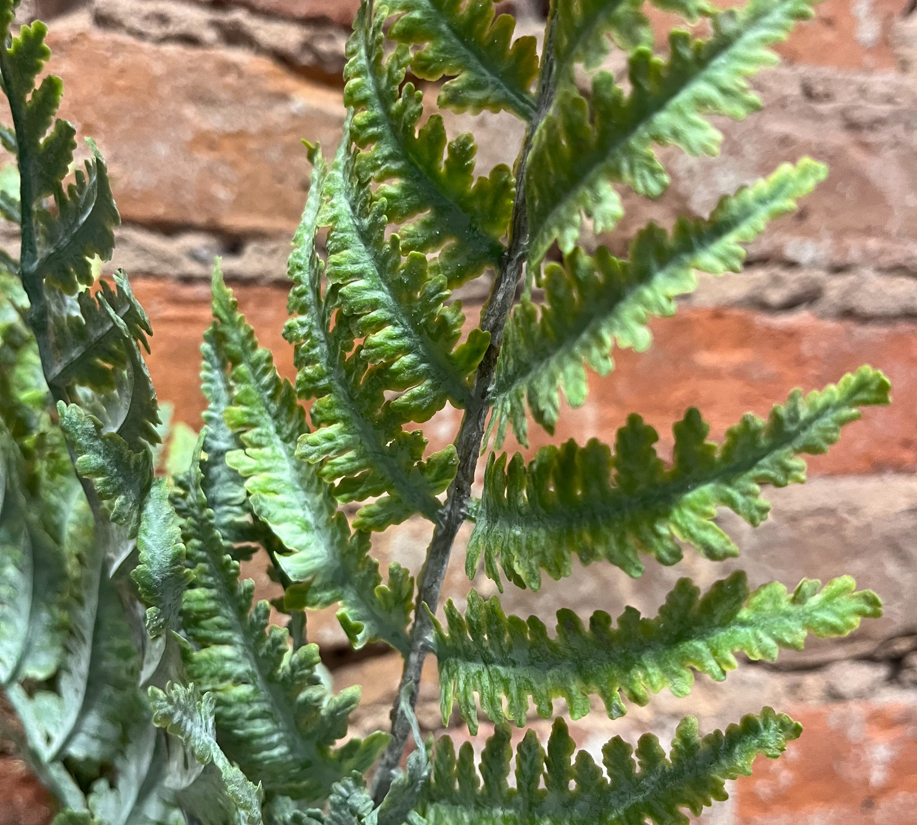 Green Fern Bush