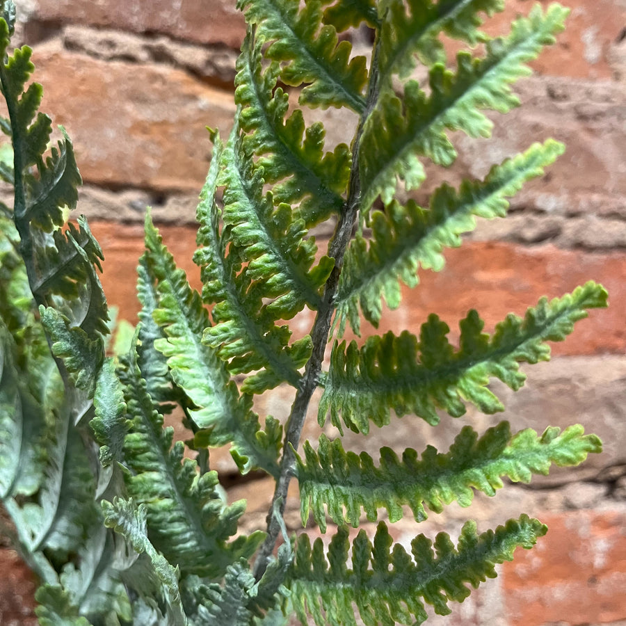 Green Fern Bush