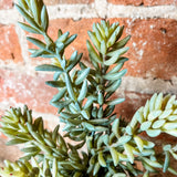 Succulent Pick 11”