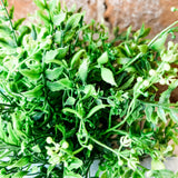 Fern & Lemon Grass Orb 7”