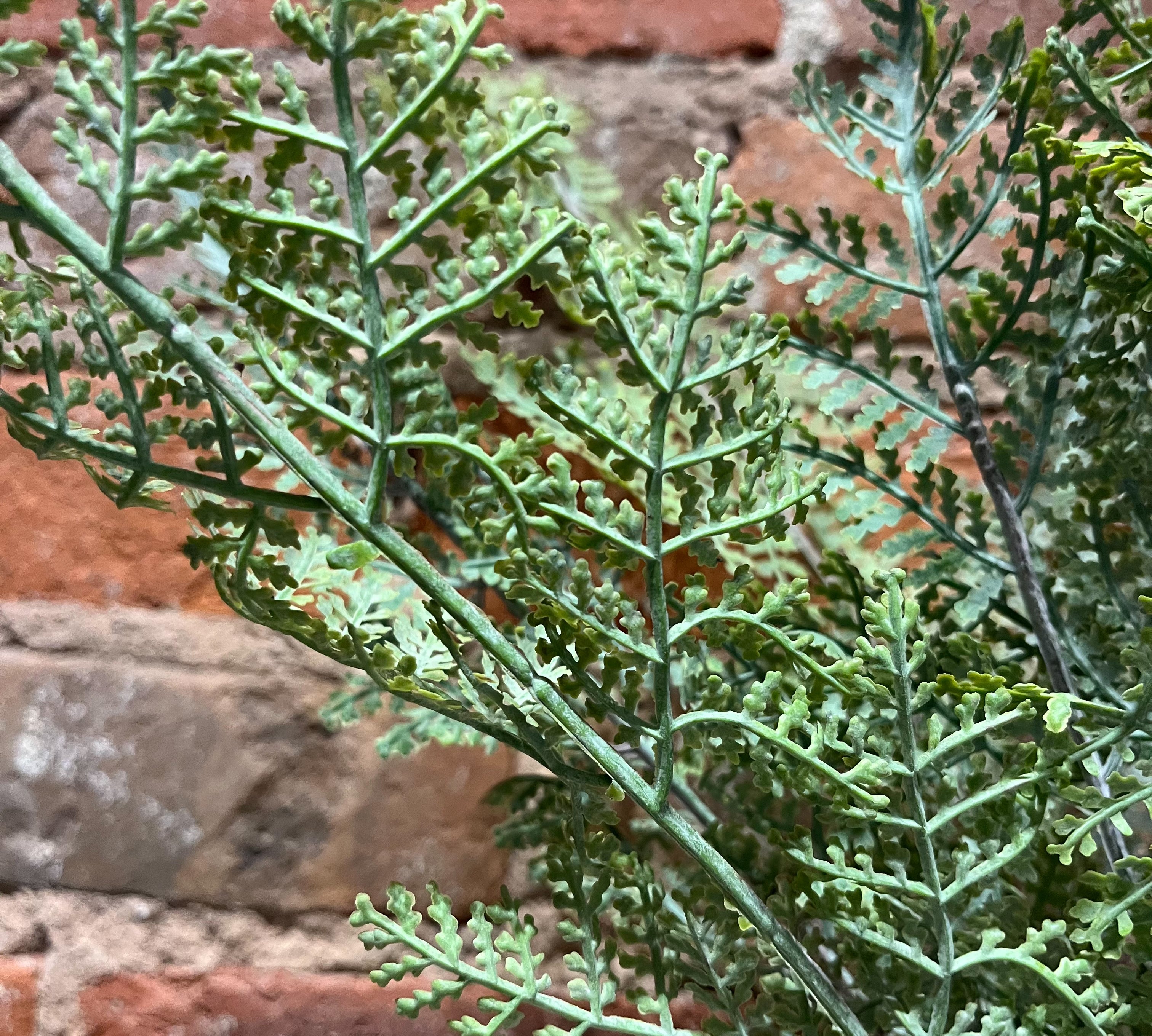 Green Fern Bush