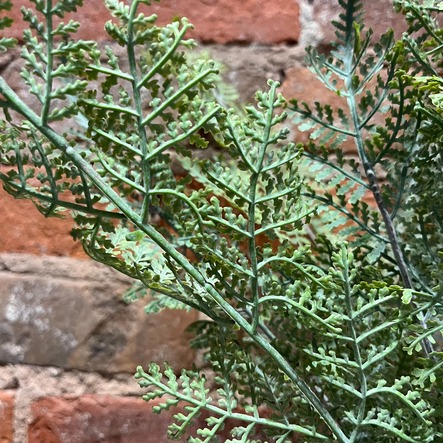 Green Fern Bush