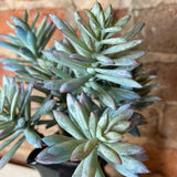 Blue/Sage Spiny Succulent Spray 11”