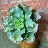 Green Ruffled Succulent 6.5"