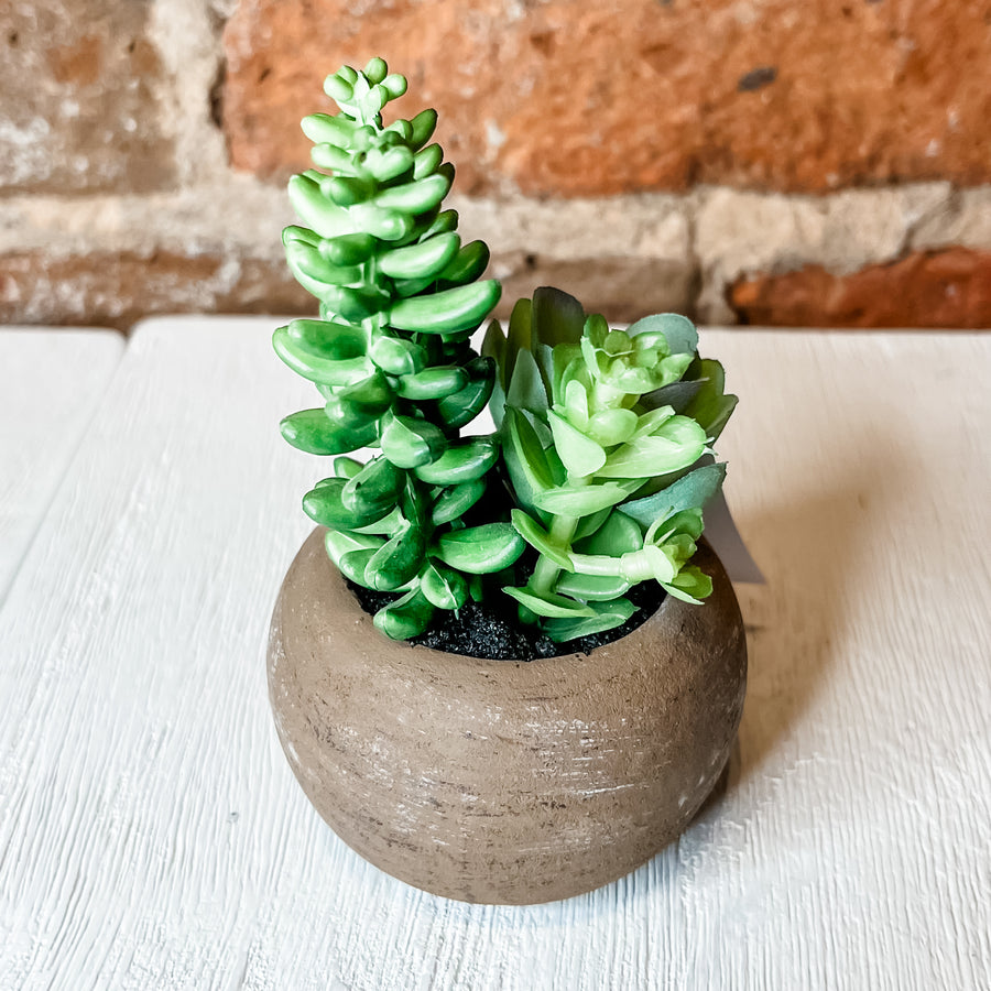 Mini Potted Succulent in Wood Pot 4.5”