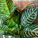 Full Variegated Zebra Bush 15.5”