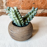 Mini Potted Succulent in Wood Pot 4.5”