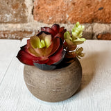 Mini Potted Succulent in Wood Pot 4.5”