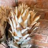 Protea Spray 30”