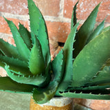 Aloe Vera Stem 12"