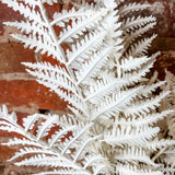 Cream Boston Fern 20.5”