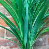 Grass Bush 30"