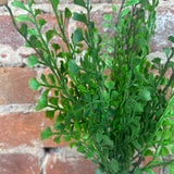 Maidenhair Fern Bush 13"