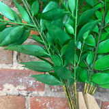 Smilax Leaf Bundle 33"