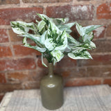 Snow Queen Pothos Bush 10"