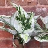 Snow Queen Pothos Bush 10"