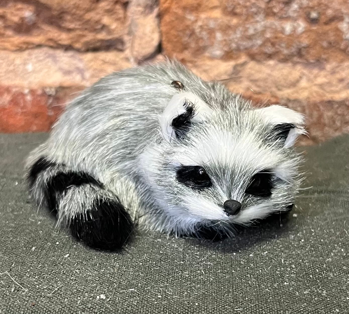 Furry Gray Raccoon Orn 3.5”