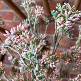 Pink/Green Seed Bush 17"