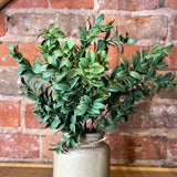 Green Boxwood Bush 11"
