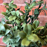Green Boxwood Bush 11"