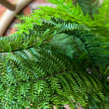 Green Leather Fern Bush, UV Proof/Outdoor