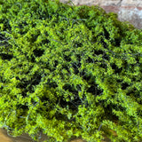 Green Moss Bark 19"