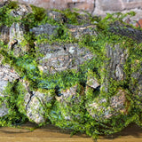 Green Moss Bark 19"
